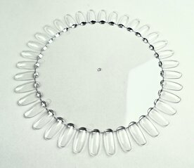 Madelief groot Clear