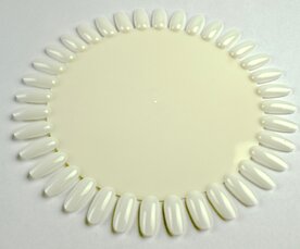 Madelief groot Naturel