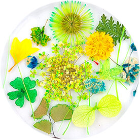 Dried Flowers 12