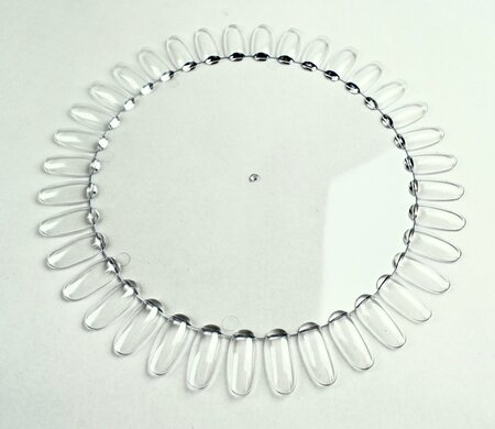 Madelief groot Clear