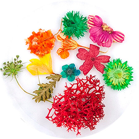 Dried Flowers 01