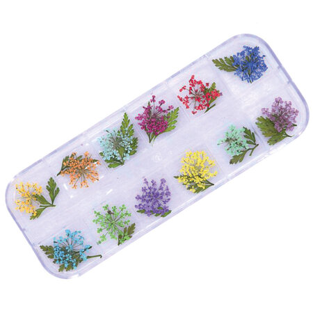 Dried Flowers Box 6
