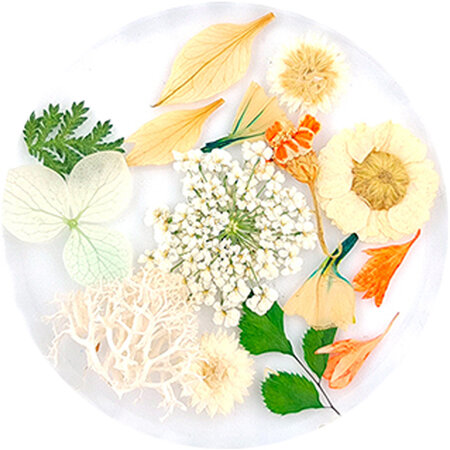 Dried Flowers 03