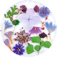 Dried Flowers 07