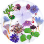 Dried Flowers 07