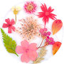 Dried Flowers 08