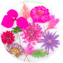 Dried Flowers 10
