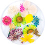 Dried Flowers 11