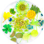 Dried Flowers 12